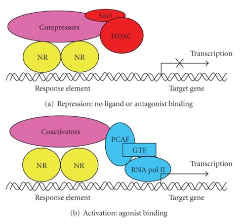 Activation And Repression Of Nuclear Receptor Activity A In The