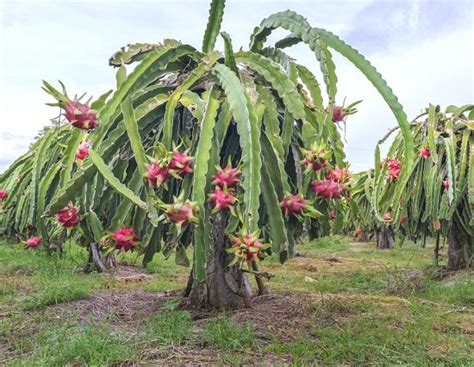 Dragonfruit Cultivation In India How To Grow Dragonfruit