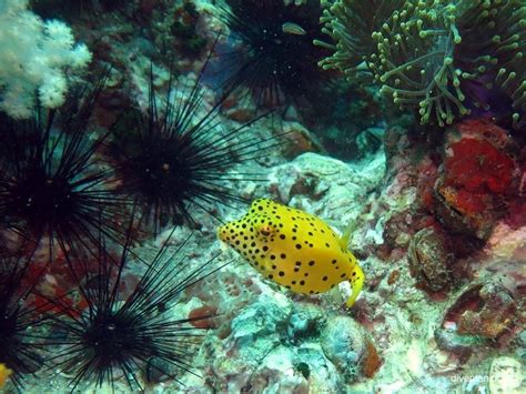 Anemone Reef, In the bay east of Phuket and northwest of Ko Phi Phi