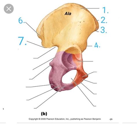 Pelvic Girdle And Lower Extremity Flashcards Quizlet