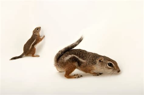 Pair Of Harrison S Antelope Squirrels Ammospermophilus Harrisii