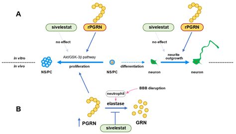 Ijms Free Full Text Effect Of Progranulin On Proliferation And