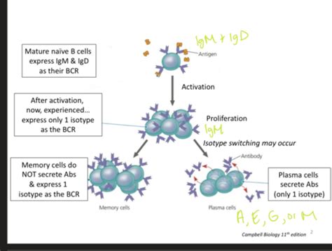 L5 Immuno Function Of Antibody Isotypes Flashcards Quizlet