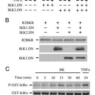 Pr Mediated Inhibition Of Forskolin Induced Cre Driven Luciferase