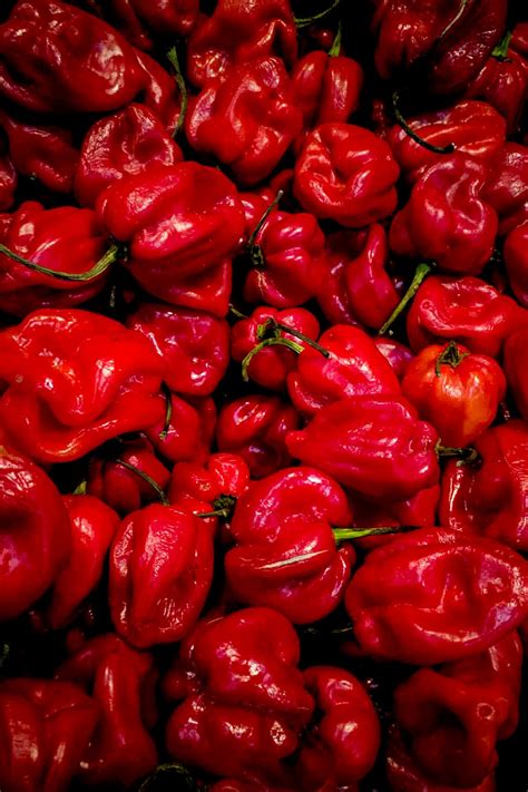 3 Caribbean Red Habanero Chili Super Hot Pepper 3 Live Plant Etsy