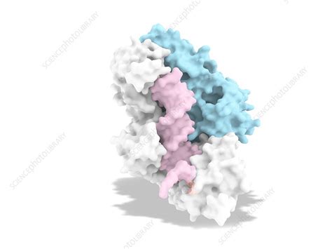 Hiv Reverse Transcriptase And Drug Delivery Illustration Stock