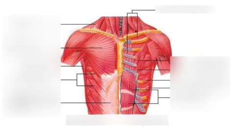 Diagrama De Musculos Torax Quizlet