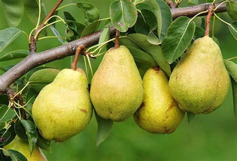 Pin Van ~ Danielle D ~ Op Pear Orchard Fruittuin Biologisch Tuinieren Eetbare Tuin