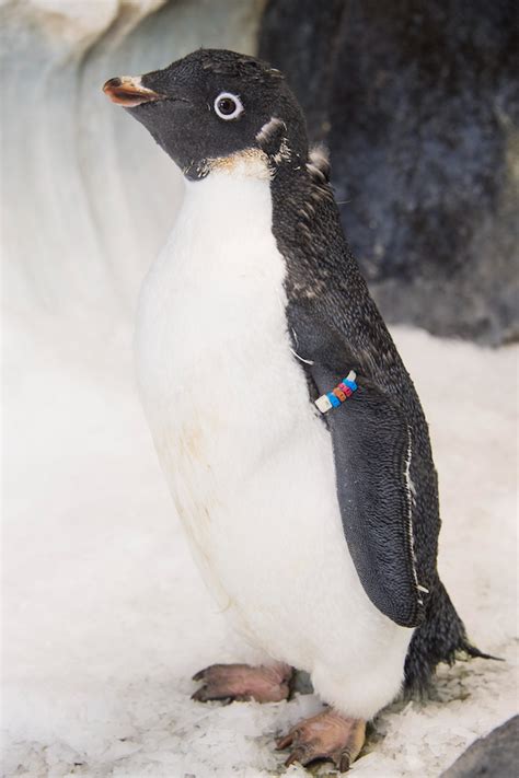 Wetsuit Wearing SeaWorld Penguin Finally Grows Her Own Coat Orlando