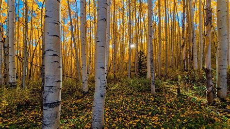 15 Birch Forest In Autumn Wallpapers Wallpaperboat