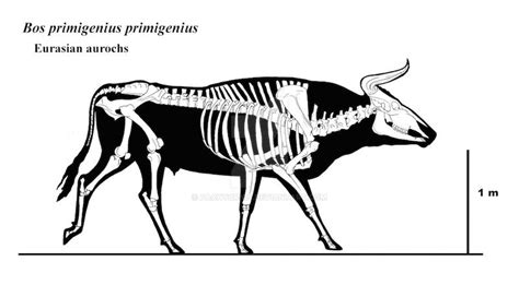 Bos primigenius skeleton by Pachyornis on DeviantArt