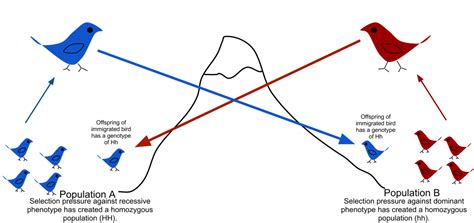 Genotype Frequency Vs Allele Frequency