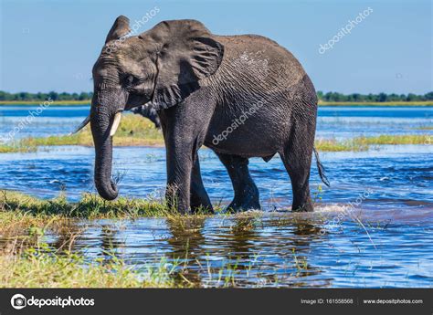 Elephant standing in water | Big elephant standing with water — Stock ...