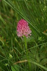 Nigritella Lithopolitanica Wikimedia Commons