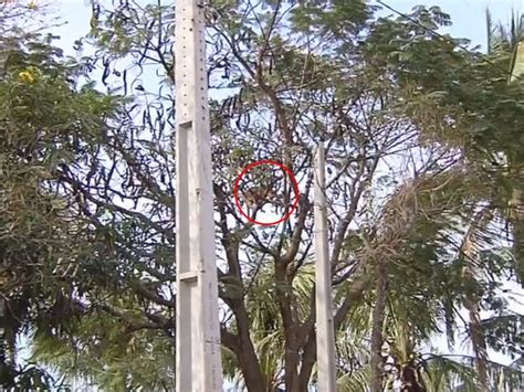 G On A Encontrada Em Cima De Rvore Em Bairro De Ara Atuba