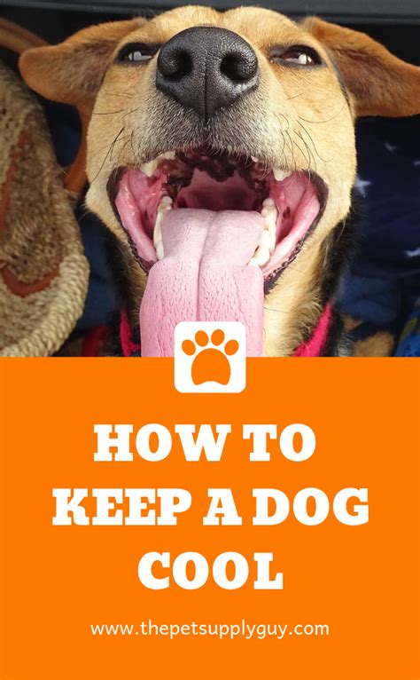 How To Keep A Dog Cool In A Hot House The Pet Supply Guy Summer Dog