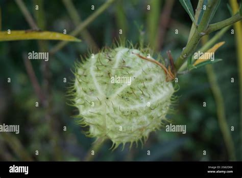 Gomphocarpus physocarpus también llamado pelotas peludas planta globo