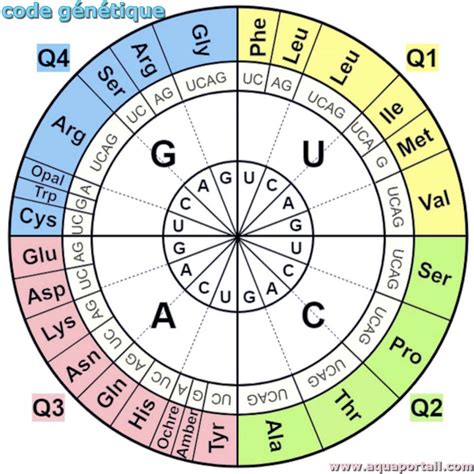 Code Génétique Définition Et Explications