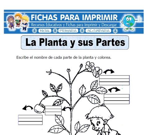 Partes De La Planta Para Colorear Para Niños Actividad del Niño