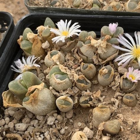 Conophytum Friedrichiae Sb Mesa Garden