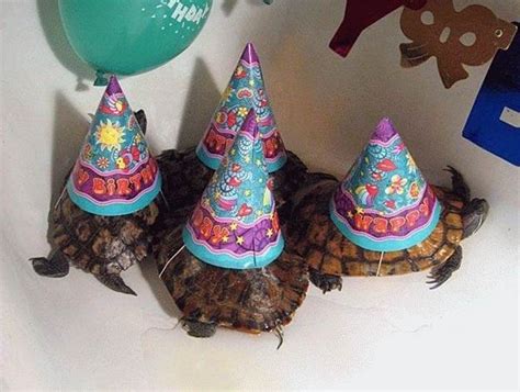 Why Turtles Are So Much Better Than Cats Animal Party Turtle Turtle