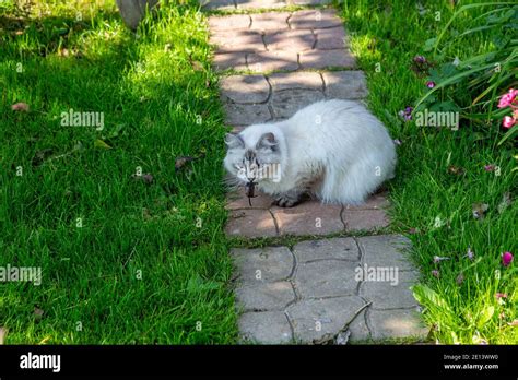 Katze Mit Einer Maus Im Mund Fotos Und Bildmaterial In Hoher