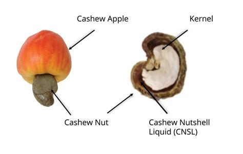 Cashew Nut Shell Liquid Technology - Automatic cashew processing plant ...