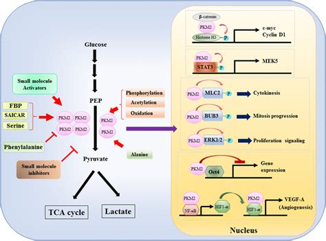 Pyruvate Kinase M2 Fuels Multiple Aspects Of Cancer Cells From