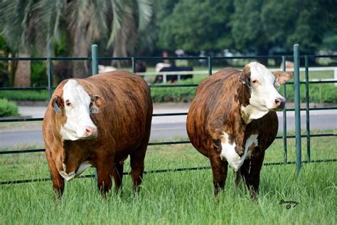 Tiger Striped Females At Circle T Cattle In Louisiana Showchamps On