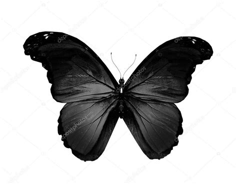 Mariposas Negras Mariposa Negra Volando Aisladas En Blanco Foto