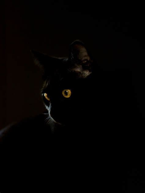 Why Black Cats are Voids - Cat Explore