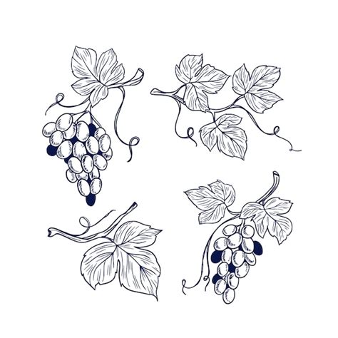 Free Vector Hand Drawn Grape Vine Outline Illustration