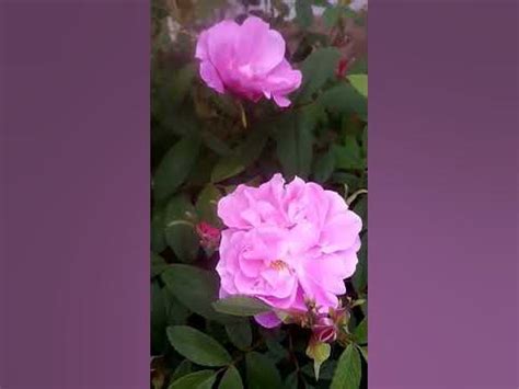 Роза канадская Тереза Багнет, зимовка 100%, цветение непрерывное! - YouTube