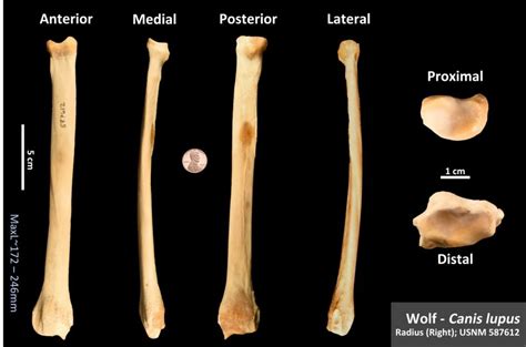 Wolf Radius OsteoID Bone Identification