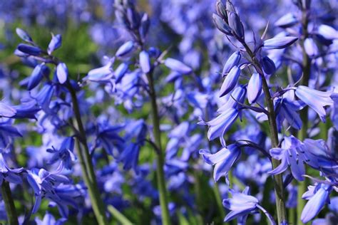 Bluebell Walks In Somerset And Dorset Muddy Stilettos Muddy Stilettos