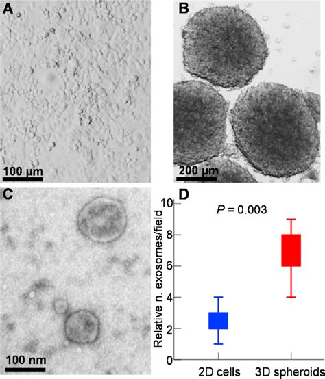 Panc D Cells D Spheroids And Exosomes Isolated From Spheroids