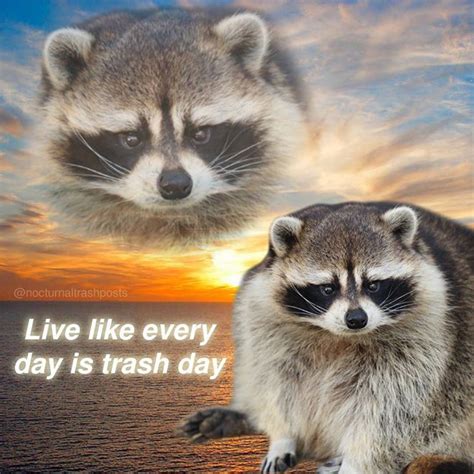 Funny Raccoon Memes By Nocturnal Trash Posts Instagram