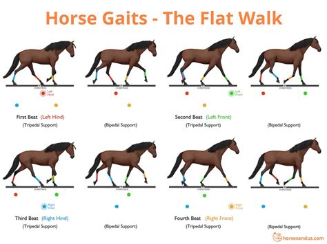 The Ambling” Horse Gaits Complete Guide Horses And Us