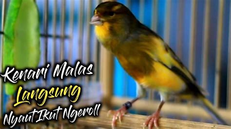 Masteran Burung Kenari Gacor Ngedur Panjang Untuk Pancingan Kenari