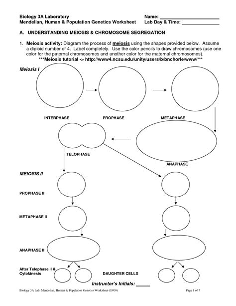 Mitosis Vs Meiosis Chart Worksheet Answer Key