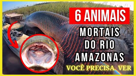 Animais Mortais Do Rio Amazonas Que Voc Precisa Conhecer Youtube