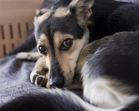 Anzeichen Dass Dein Hund Schmerzen Hat Was Du Tun Kannst