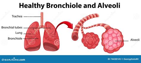 Diagram Showing Healthy Bronchiole And Alveoli Stock Vector