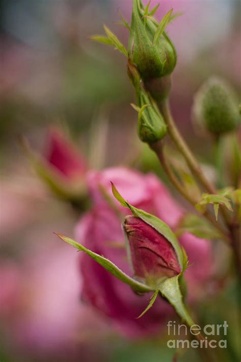 Pink Roses Layers Photograph By Mike Reid Fine Art America