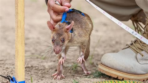 African Giant Rats