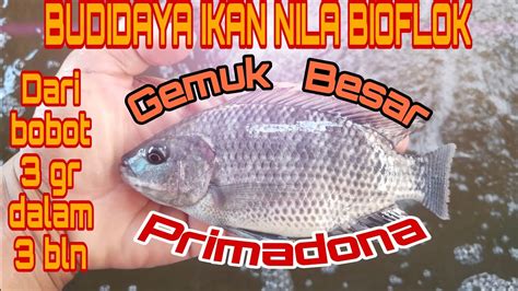 CARA BUDIDAYA IKAN NILA SISTEM BIOFLOK AGAR CEPAR BESAR