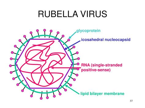 Ppt Mumps Measles Rubella And Human Parvovirus Powerpoint