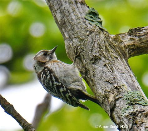 Japanese Pygmy Woodpecker Males Bird Ecology Study Group