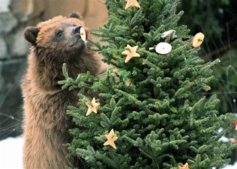 That’s One Way to Recycle Christmas Trees: Brookfield Zoo Turns Them
