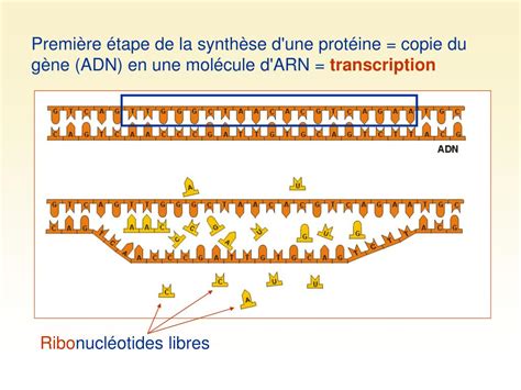 PPT LA SYNTHÈSE DES PROTÉINES PowerPoint Presentation free download